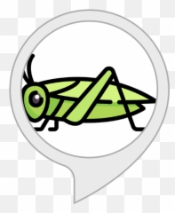 Alexa - Cricket Bug Icon Emoji,Cricket Sound Emoji