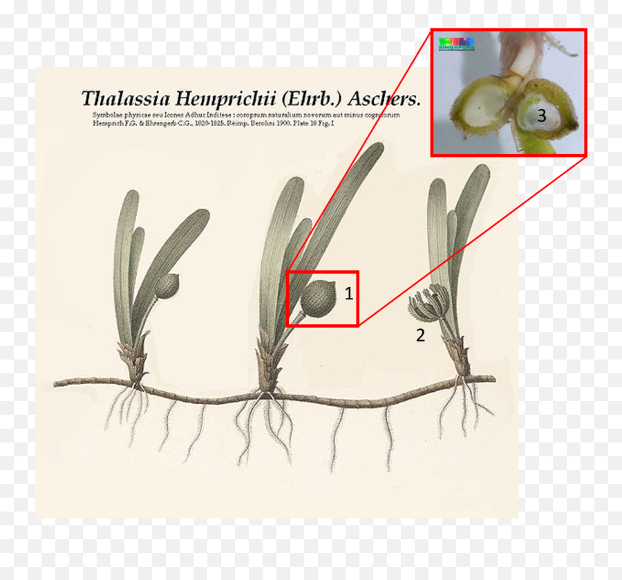 Thalassia Hemprichii - Sickle Seagrass Taxo4254 Wikinus Emoji,Rhizome Emoticon