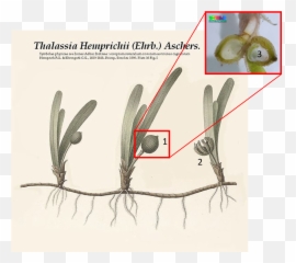 Thalassia Hemprichii - Sickle Seagrass Taxo4254 Wikinus Emoji,Rhizome Emoticon
