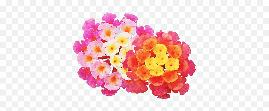 Lantana Stutzmans Greenhouse U0026 Garden Centers - West Indian Lantana Emoji,Jeanette Hutchison Of The Emotions