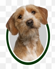 Rashonden U003e Kc U003e Alfabetisch In O U003e Oostenrijkse Pinscher Emoji,Emoticons For Vapp