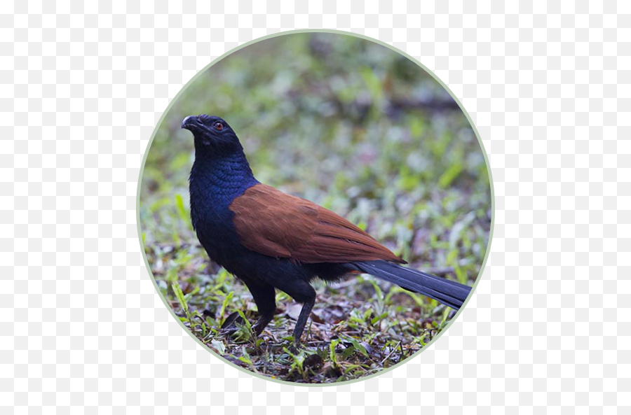 Coucal Sound Ringtones Apk Download - Free App For Android Emoji,What's The Emoji For A Cricket Sound?