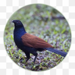 Coucal Sound Ringtones Apk Download - Free App For Android Emoji,What's The Emoji For A Cricket Sound?