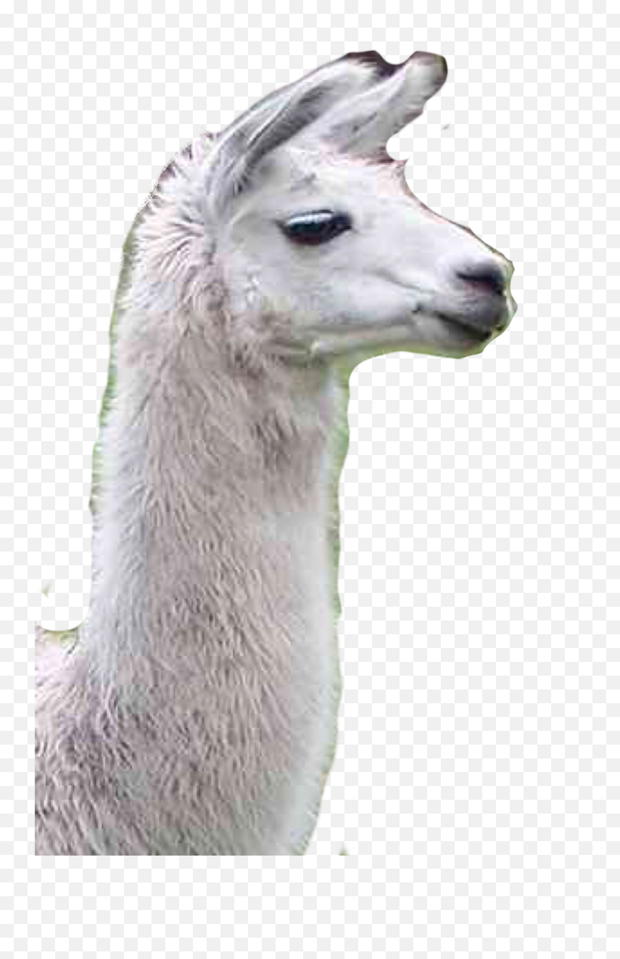 Popular And Trending Lama Stickers On Picsart Emoji,Llama Corn Emoji Popular And Trending Lama Stickers On Picsart Emoji,Llama Corn Emoji