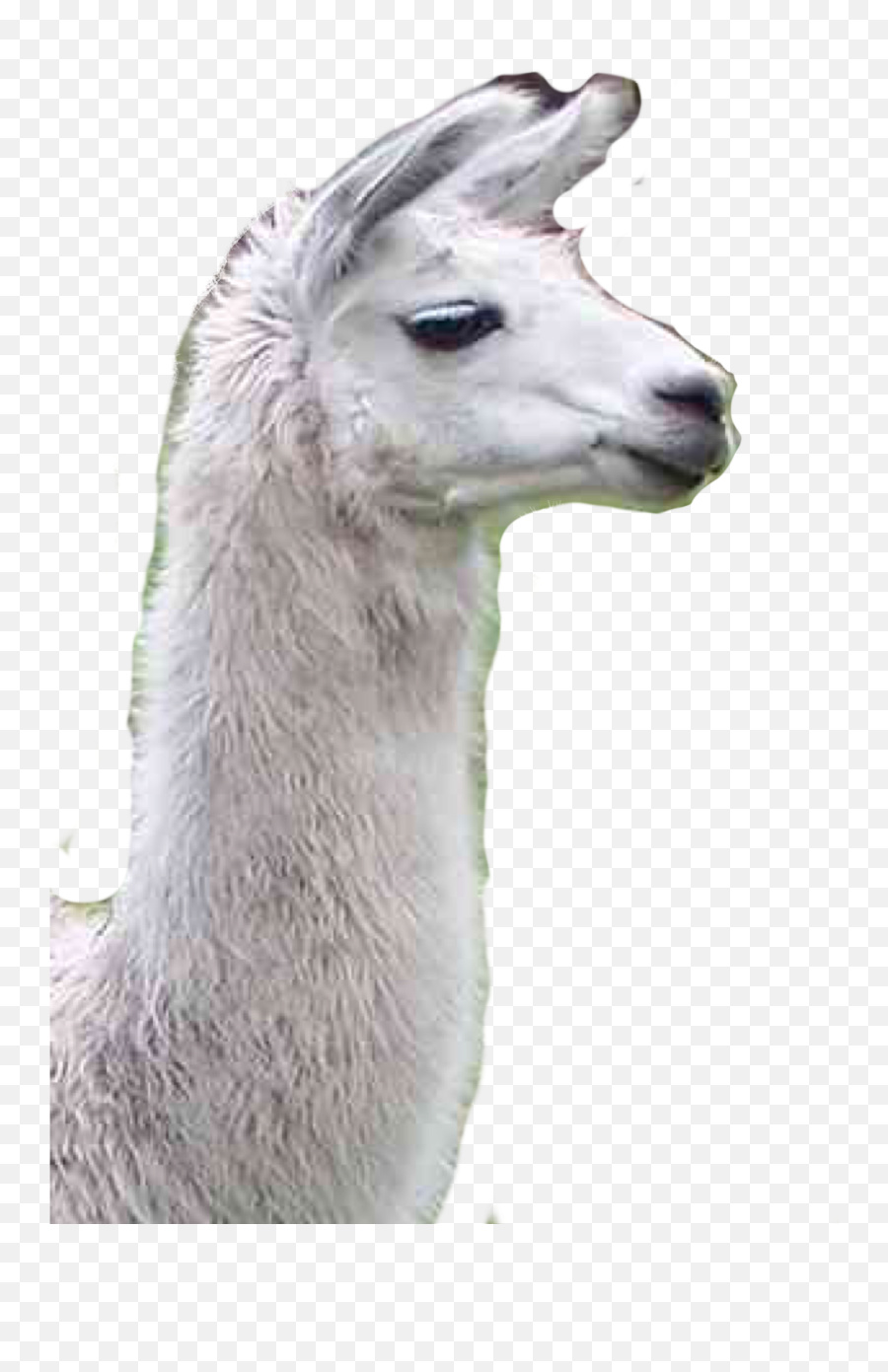 Popular And Trending Lama Stickers On Picsart Emoji,Llama Corn Emoji