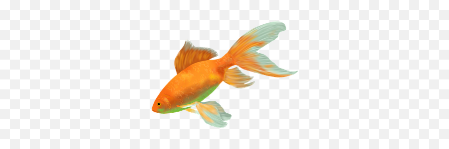 English Vocabulary - Gambar Ikan Hias Png Emoji,Gold Fish Emoji
