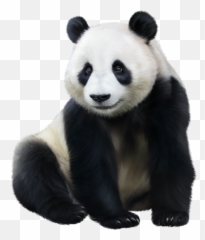 Zoo Animals Cute Baby Animals - Giant Panda Emoji,Emotions In Zoo Animals