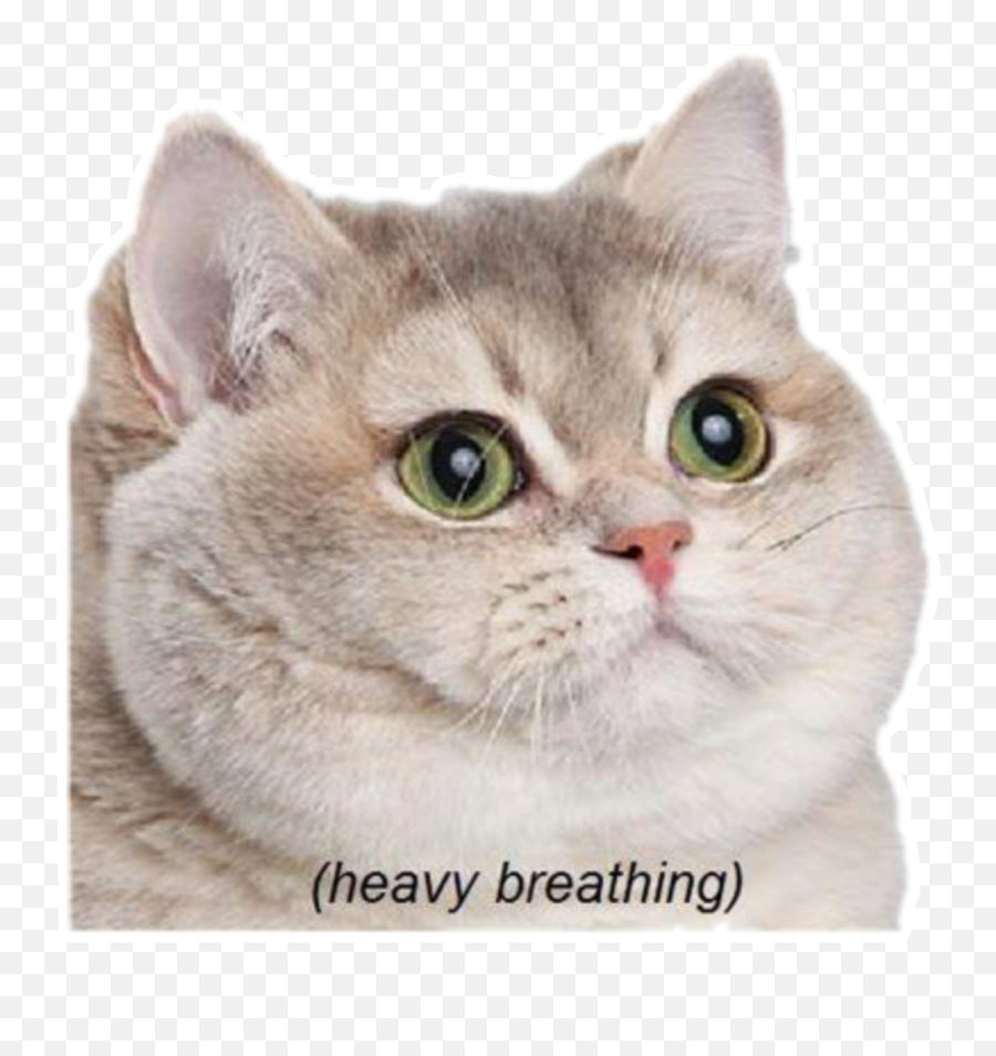 Download Cat Pictures Meme Tumblr - Have Breathing Cat Meme Emoji,Neko Atsume Cat Emoticon Kaomoji Kun