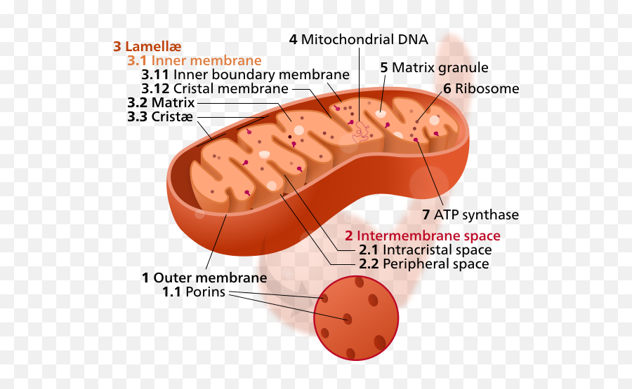 The Psychology Of Religion And Religion - Inner Mitochondrial Membrane Emoji,Voidless Emotion