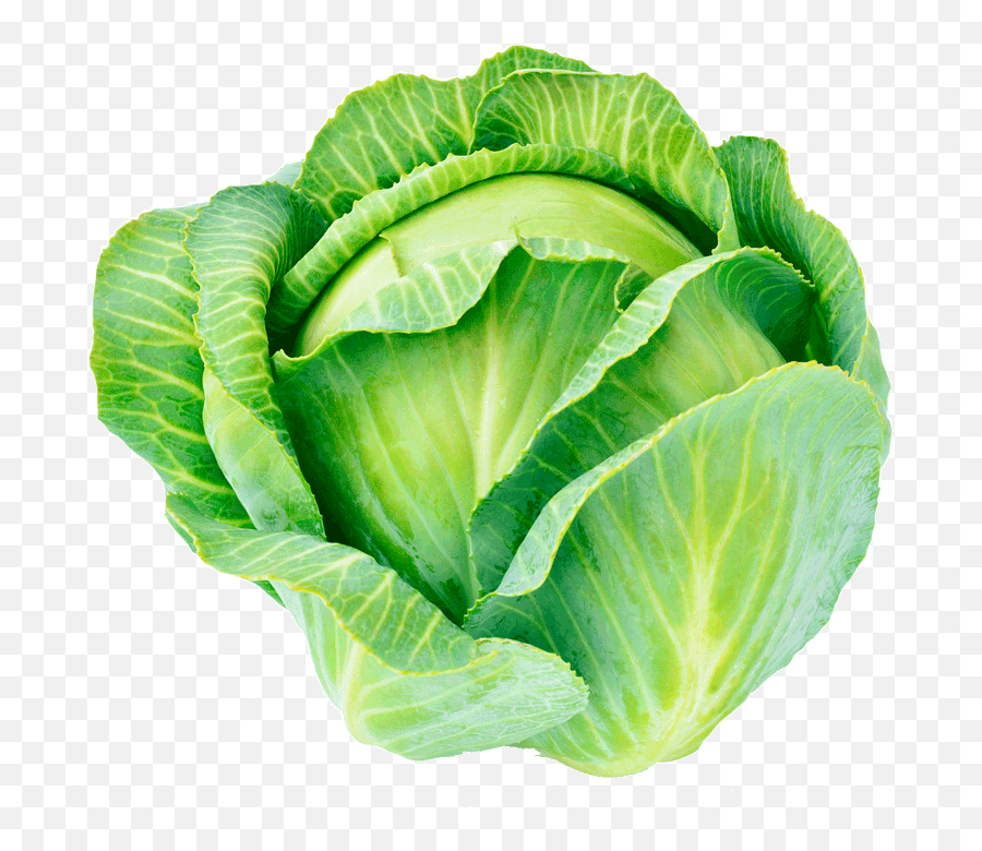 Free Cabbage Transparent Download Free Clip Art Free Clip - Cabbage Plant Transparent Emoji,Lettuce Emoji