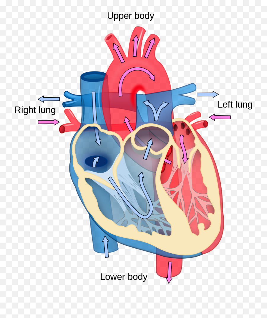 Happy Head Happy Heart Positive Emotions May Promote Heart - 3d Diagram Of Heart Emoji,Molecules Of Emotion