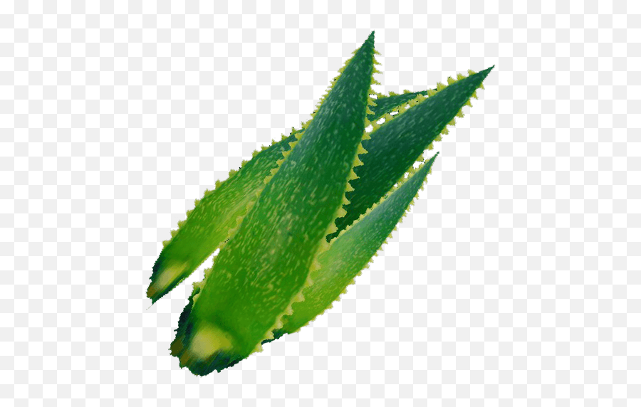 Aloe Vera - Official The Forest Wiki Emoji,Console Commands For Emoticons Conan Exiles