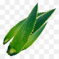 Aloe Vera - Official The Forest Wiki Emoji,Console Commands For Emoticons Conan Exiles