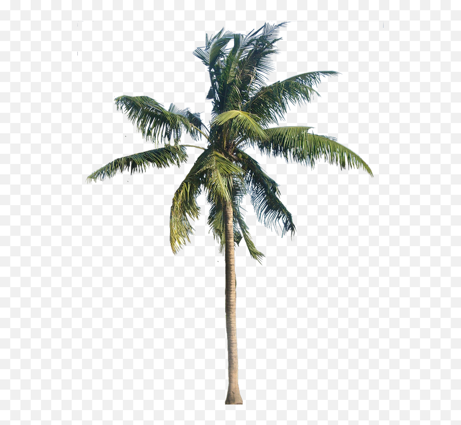 Coconut Tree Transparent Png Png Mart Emoji,Palm Tree Emoji Png