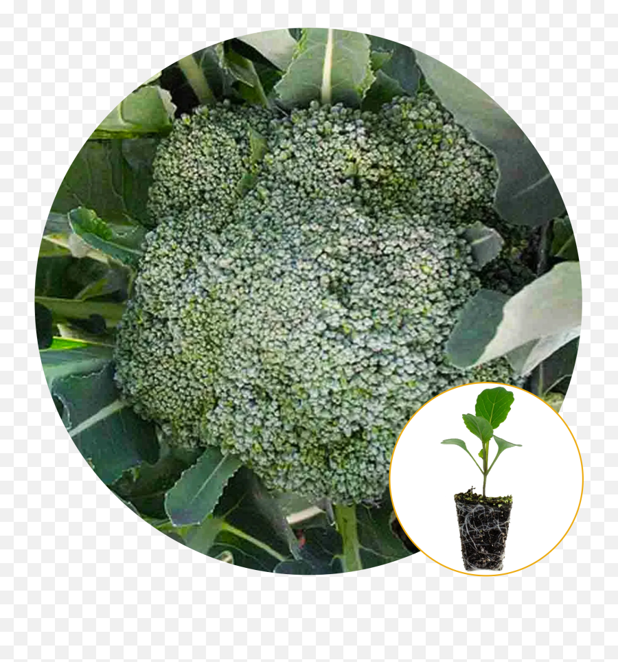 Ferry - Morse Plantlings Live Baby Plants 13in Long Island Emoji,Apple Emoji Broccoli Emoji