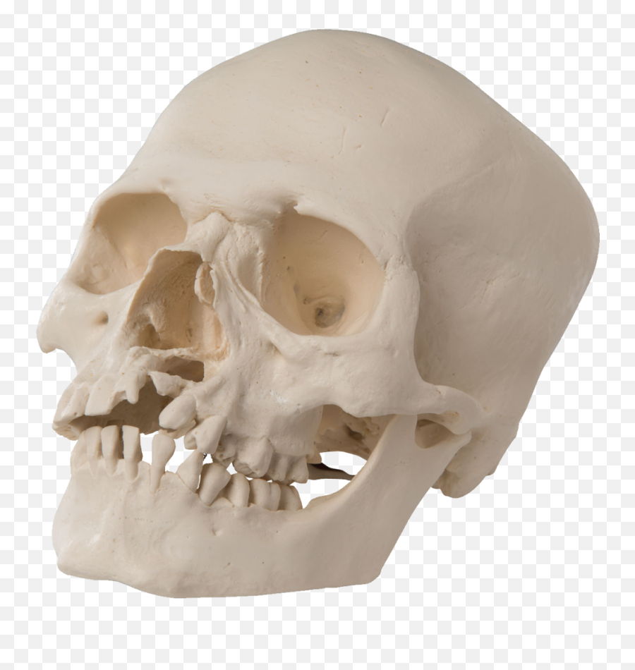 Skull Png Free Image - High Quality Image For Free Here Emoji,Skull Crossbones Png Emoji