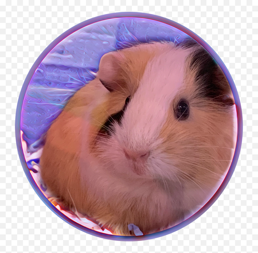 Trending - Hamster Emoji,Guinea Pig Emoticon