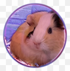 Trending - Hamster Emoji,Guinea Pig Emoticon