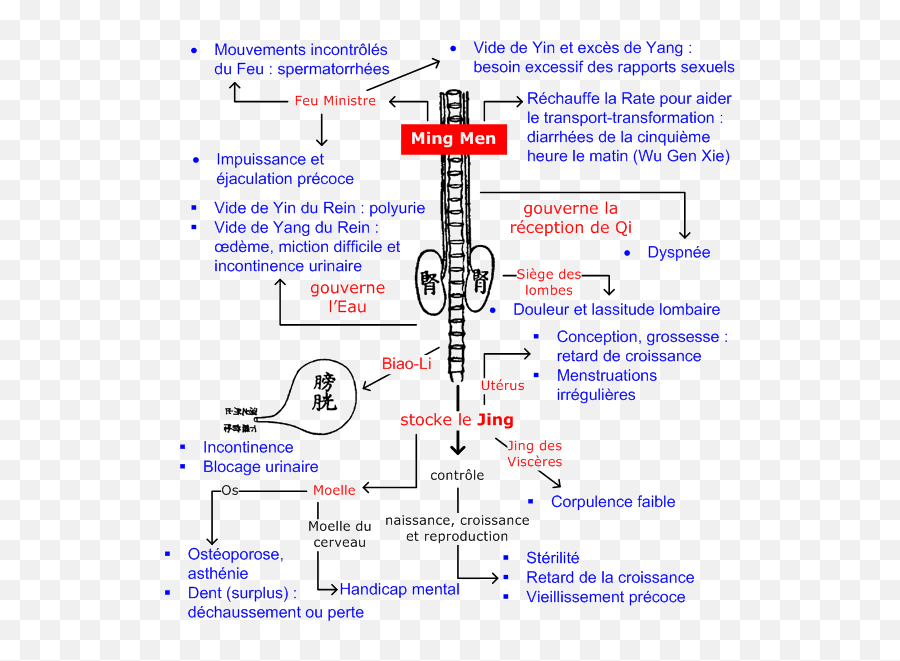 Fondement Du Yin Et Du Yang Du Corps - Yin Du Rein Emoji,Meridien Vessie Emotion