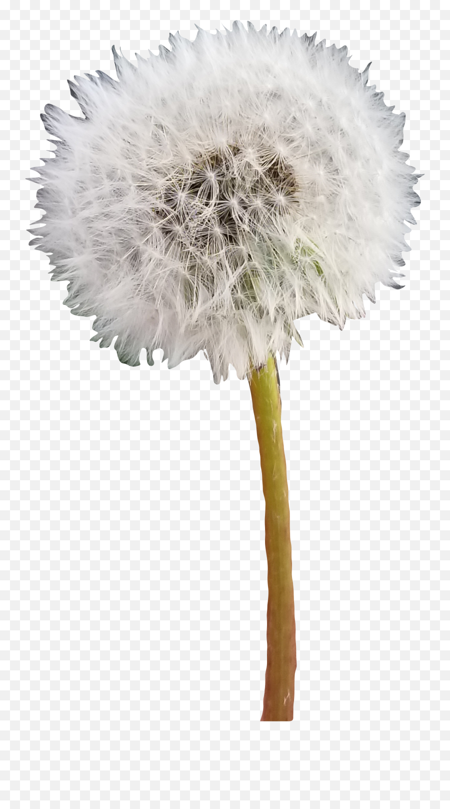 Dandelion Sticker - Common Dandelion Emoji,Dandelion Emoji