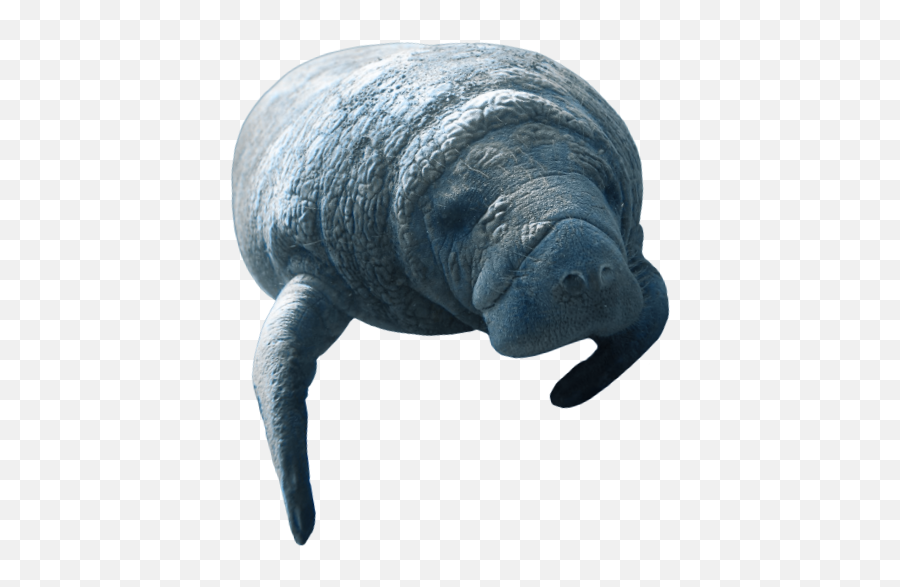 Lamantini - Deep Emoji,Do Manatees Have Emotions