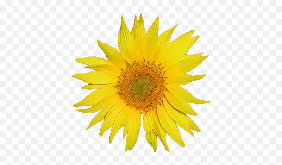User Talkrenata3archives Resource Learn About Share And - Sunflower Single Flower Png Emoji,Entomologists Rate Ant Emojis