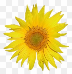User Talkrenata3archives Resource Learn About Share And - Sunflower Single Flower Png Emoji,Entomologists Rate Ant Emojis