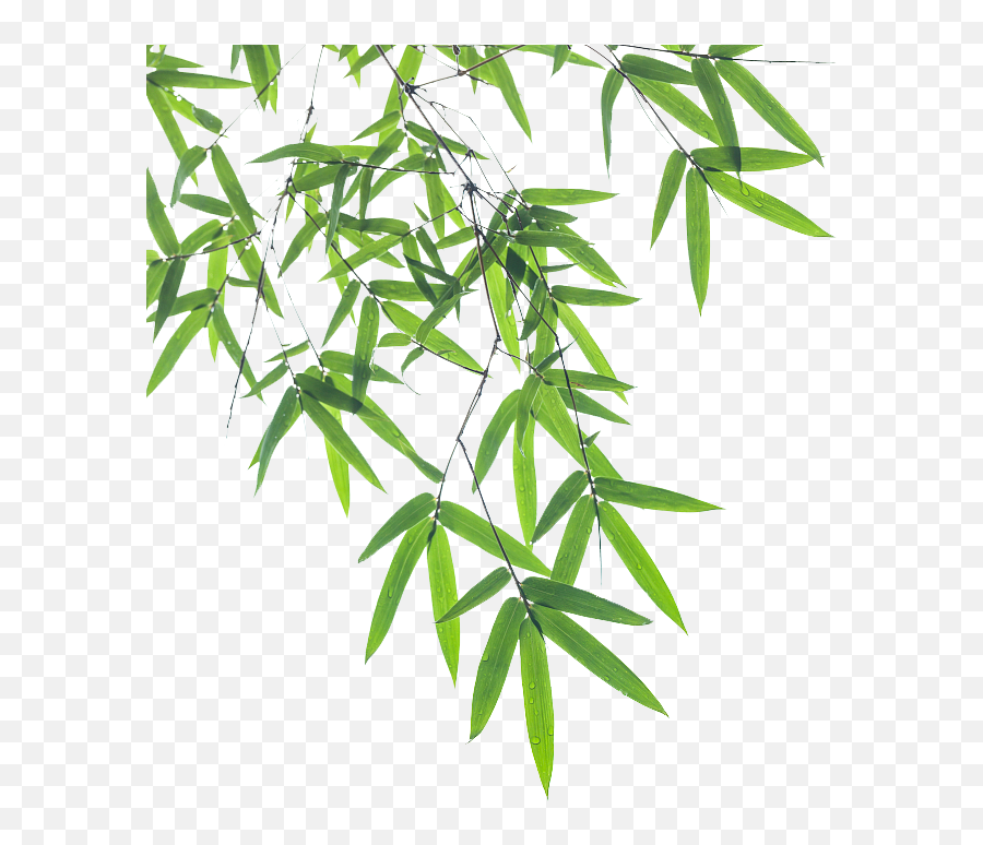 Download Euclidean Bamboo Vector Leaf Pictures Free Download - Transparent Background Bamboo Leaves Png Emoji,Android Emoticon Green Bamboo