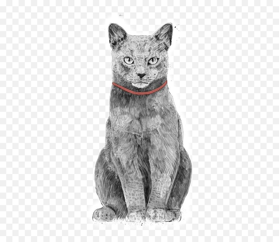 Cat Grey Cats Catdrawing Drawing - Christmas Cat Drawing Emoji,Grey Cat Emoji