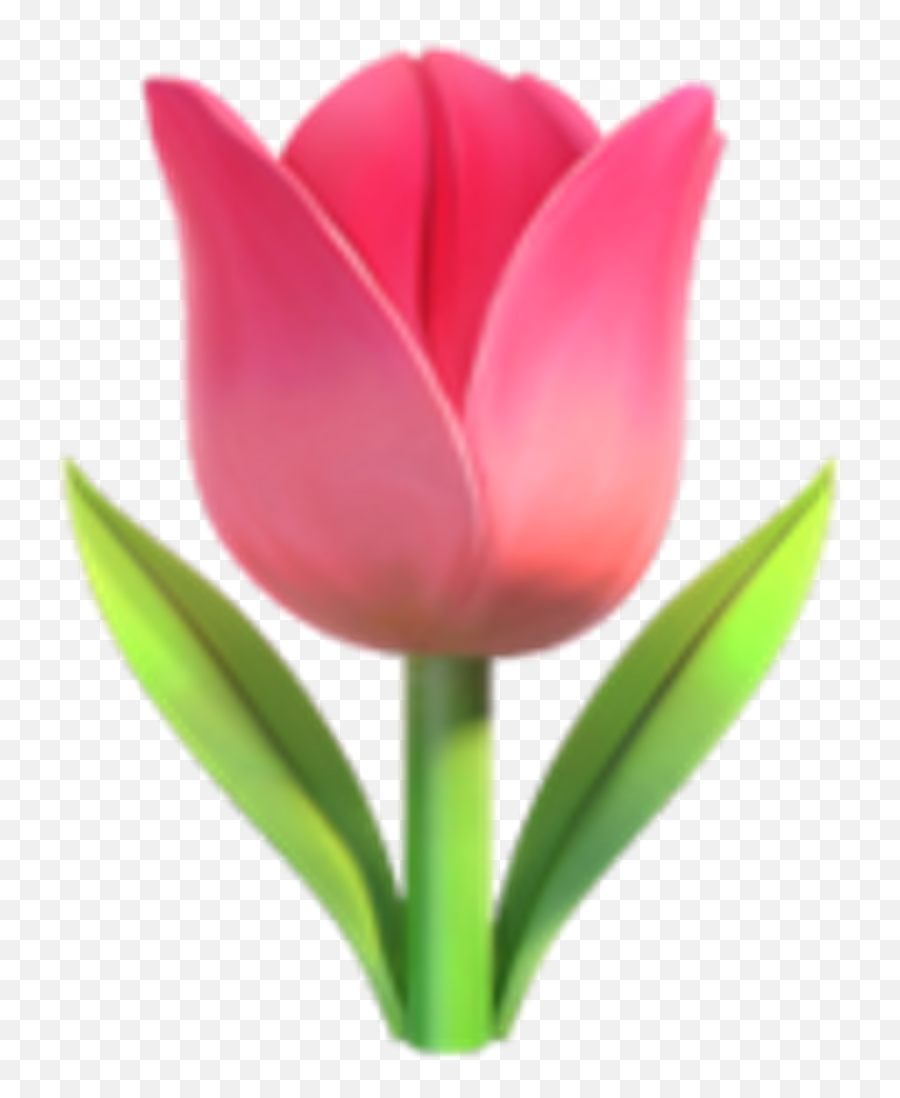 Iphone - Tulip Emoji,Spring Emoji