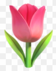 Iphone - Tulip Emoji,Spring Emoji