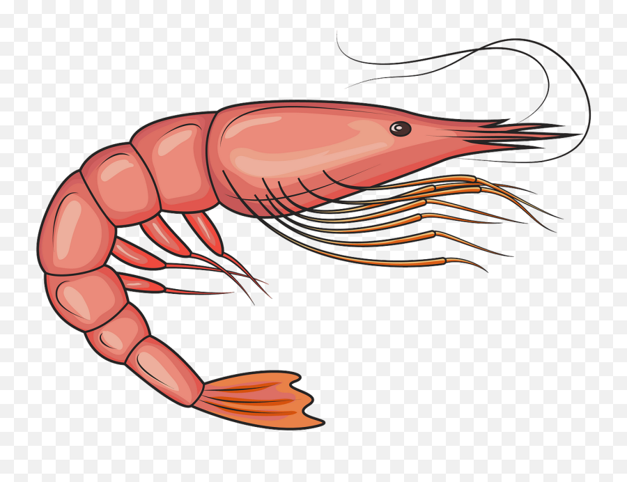 Free Shrimp Cliparts Download Free Clip Art Free Clip Art - Shrimp Clipart Emoji,Emoji Tiger And Shrimp