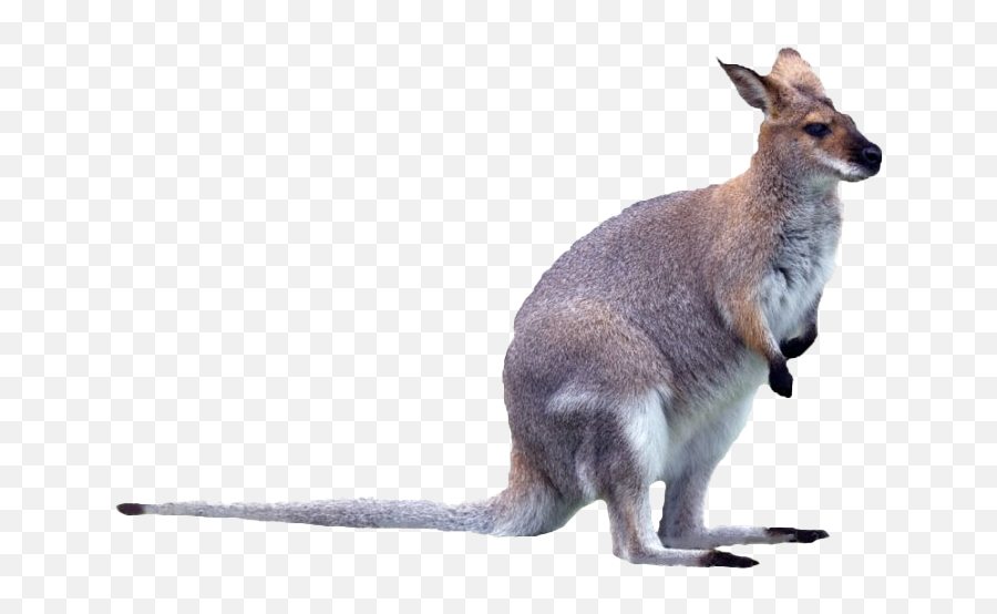 Kangaroo Wallaby Pnglib U2013 Free Png Library Emoji,Kangaroo Emoticon For Facebook