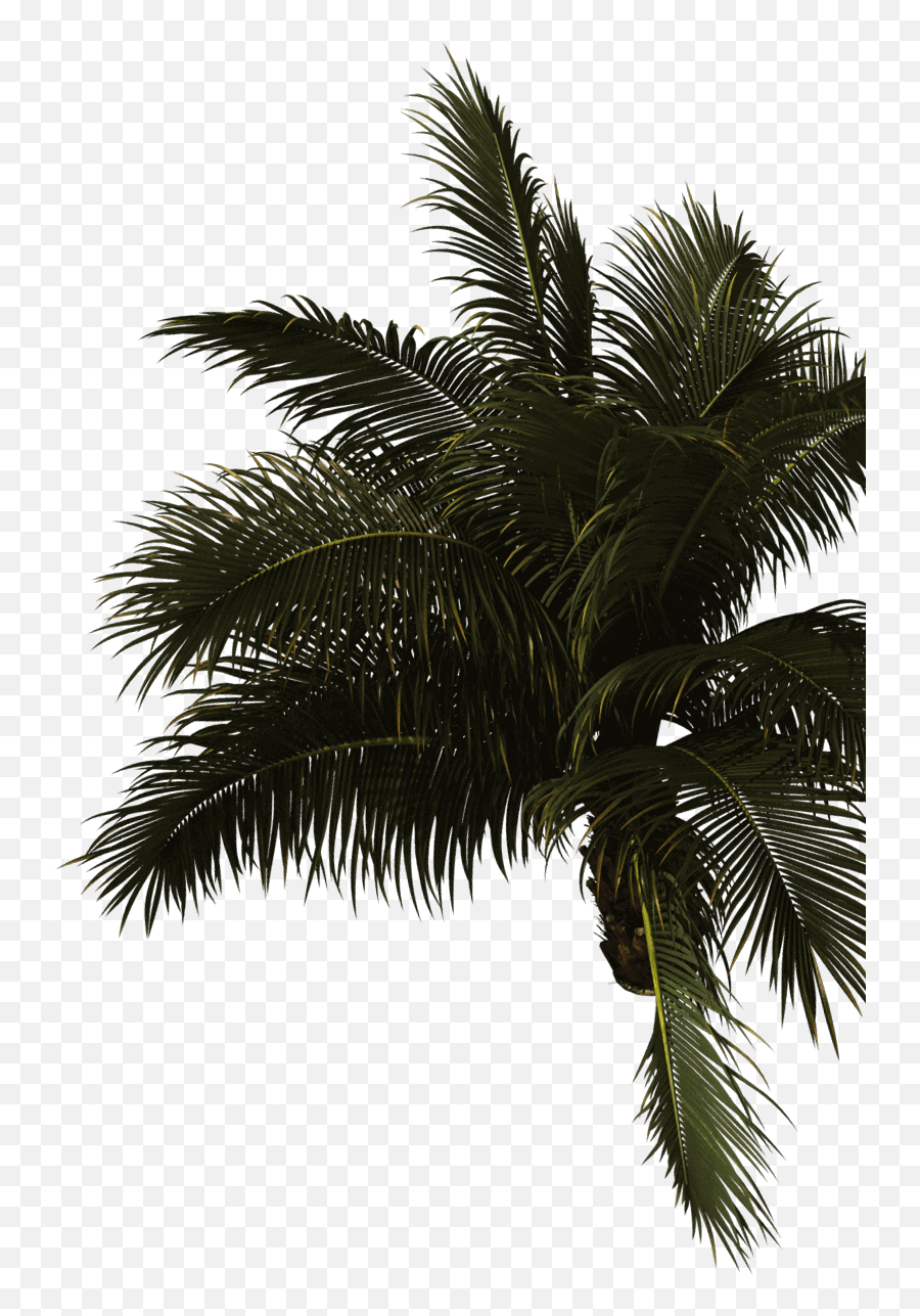 More Fun Awaits In The Philippinesu200b Emoji,Palm Tree Youtube Emoji