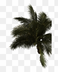 More Fun Awaits In The Philippinesu200b Emoji,Palm Tree Youtube Emoji