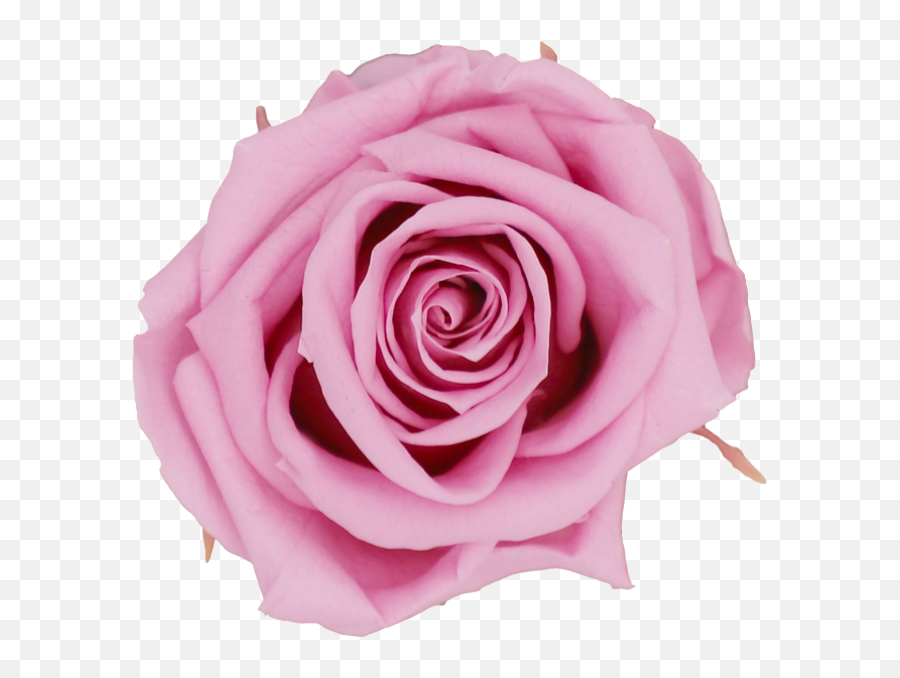 Preserved Rose Colors Their Meanings - Girly Emoji,Colour Symbolising A Mothers Emotion Mother