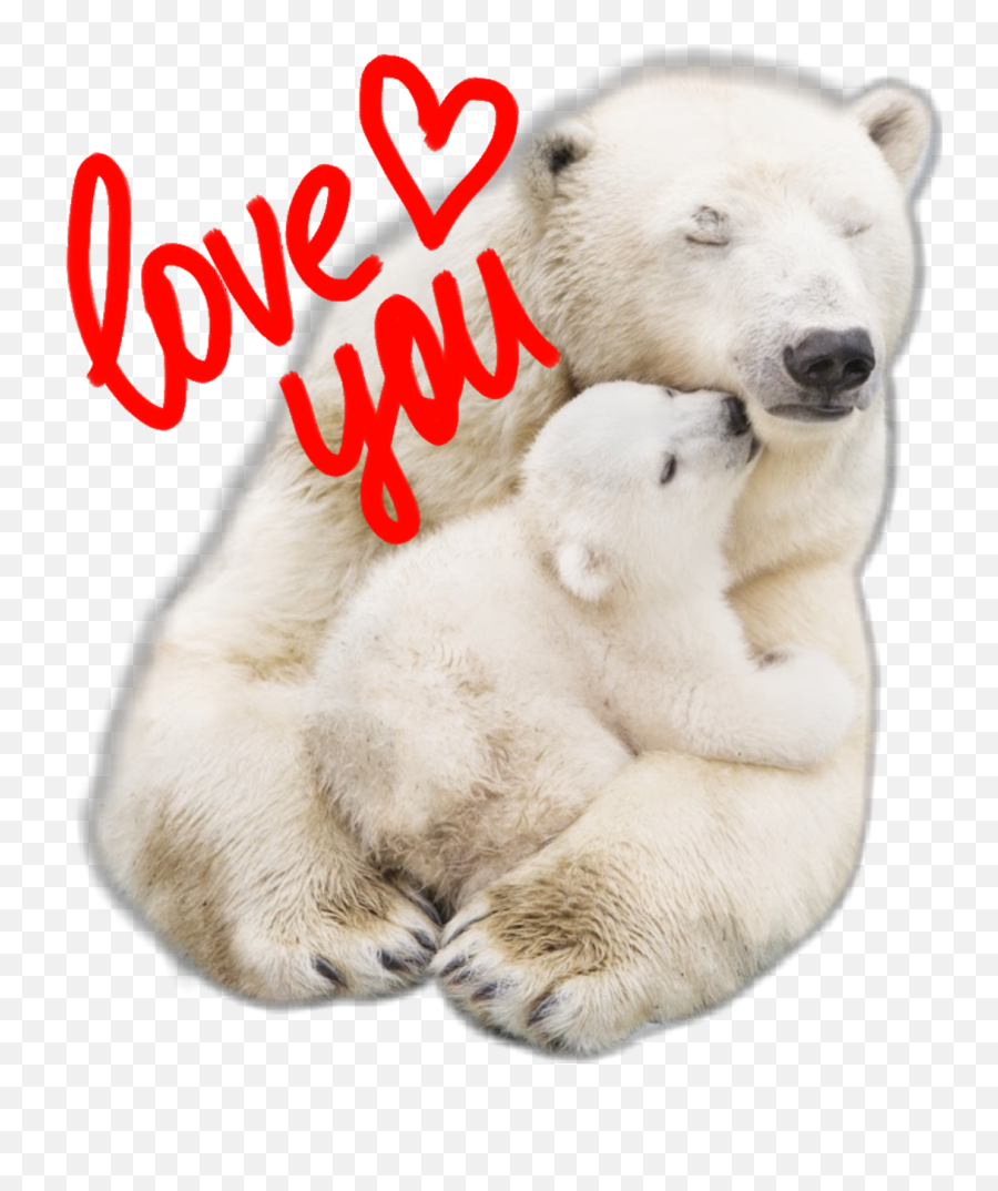 Polar Bear - Polar Bear Emoji,Polar Bear Emojis