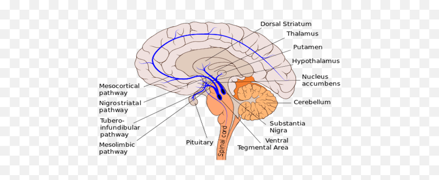 Brain Signature Reliably Predicting The - Mesolimbic Dopaminergic Pathway Emoji,Biology Of Emotions