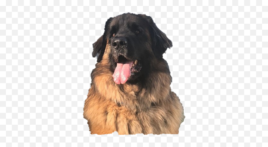 Germany - Vulnerable Native Breeds Emoji,Caucasian Mountain Shepherd Puppy Emoticon