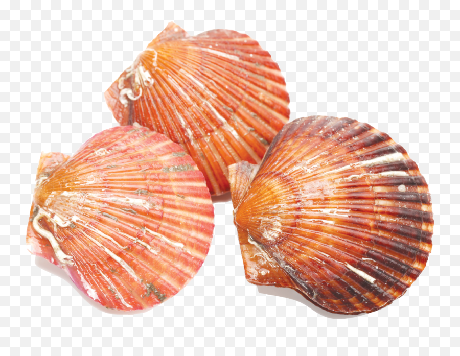 Scalloping Fun On The Water Things To Do Chronicleonlinecom - Great Scallop Emoji,Clam Emoticon