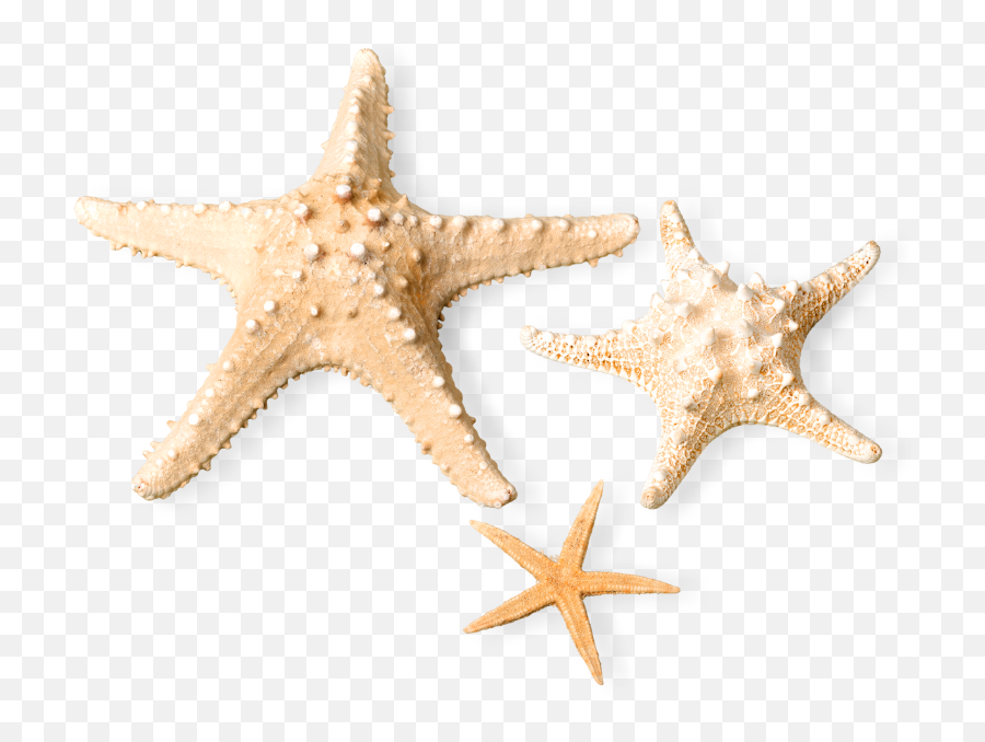 Family Luxury Beach Resorts Best Private Vacation Home - Transparent Starfish Png Emoji,Starfish Emoticon For Facebook