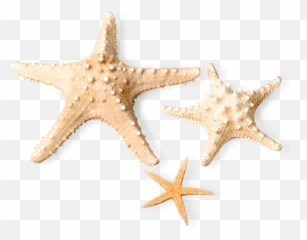 Family Luxury Beach Resorts Best Private Vacation Home - Transparent Starfish Png Emoji,Starfish Emoticon For Facebook