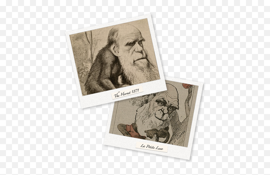 Darwin Timeline Darwin Correspondence Project - Senior Citizen Emoji,Charles Darwin Emotion Quote