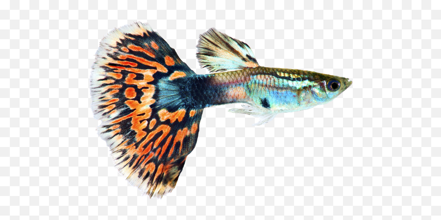 Can Rainbow Fish Live With Guppies - Neeness Emoji,Rainbow Fish Singing On. Emotions