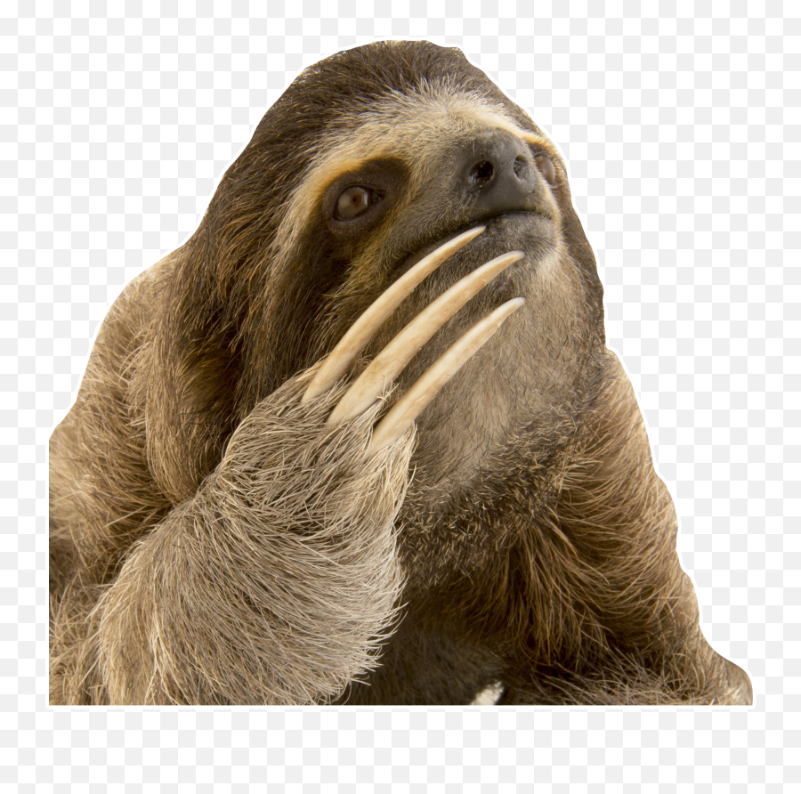 See Hgmimi Profile On Picsart - Sloth Fingers Emoji,Walrus Emoticon