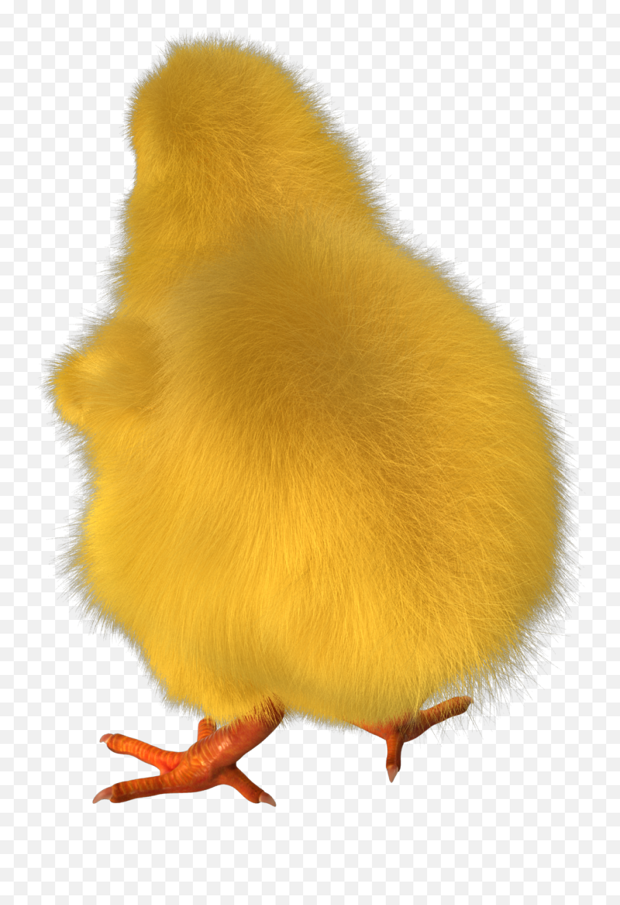 Chick Chicken Poultry Farm Sticker - Soft Emoji,Poultry Leg Emoji
