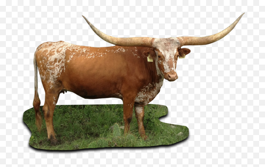 Texas Longhorn Cattle Png - Texas Longhorn Bull Png Emoji,Texas Longhorns Emoji