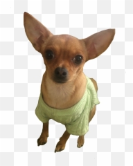 Chihui Dog Chihuahua Sticker - Chawawa Transparrent Emoji,Chihuahua Emoji
