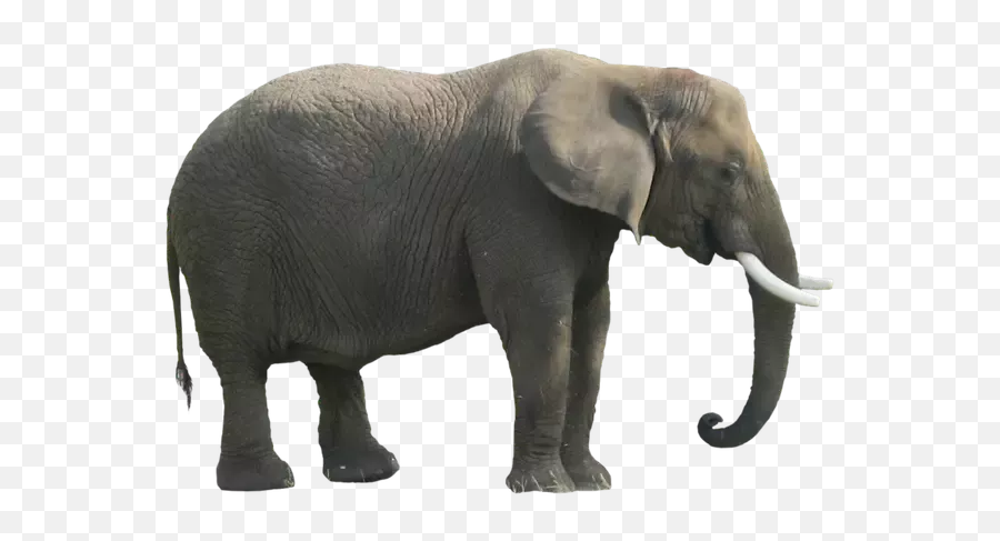 When Atheists Say They Have A Lack Of - Éléphant Png Emoji,Blind Men Elephant Emotion Subjective