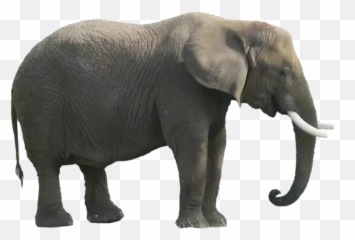 When Atheists Say They Have A Lack Of - Éléphant Png Emoji,Blind Men Elephant Emotion Subjective